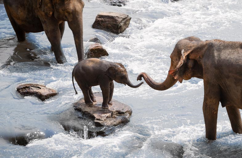 emTrace Bindungsdiagnostik