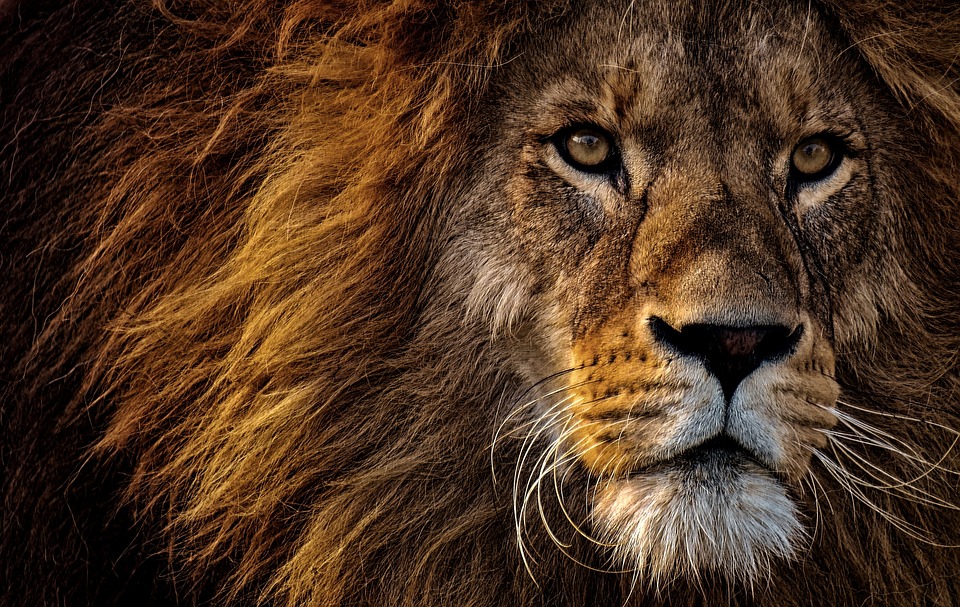 lion-3576045_960_720